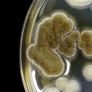 Mold culture in a Petri dish. TFA Dostmann manufactures high-quality thermo-hygrometers, infrared measuring devices to prevent mold in the home.